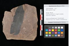 Foto (Objekt + Etikett) von Myrica lignitum Unger (NHMW-GEO-2024-0188-0685)